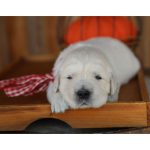 Lil Buttercup - Image 17