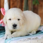 Lil Buttercup - Image 12