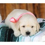 Lil Buttercup - Image 11