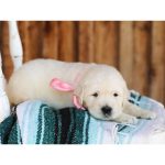 Lil Buttercup - Image 10