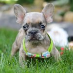 Treyson - Image 9