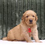 Rocko - Image 6