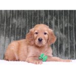 Rocko - Image 3