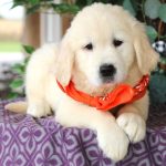 Lil Buttercup - Image 2